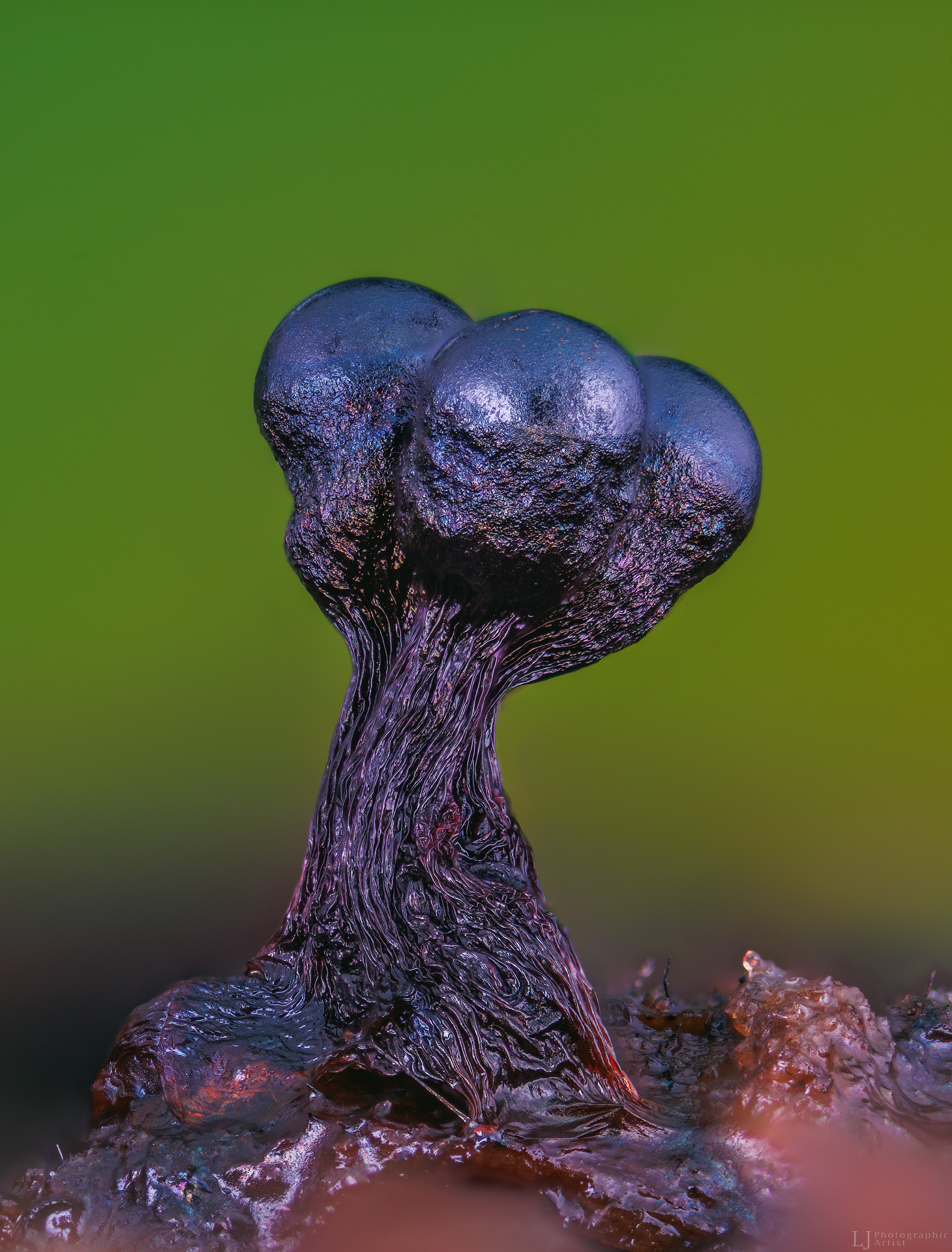 Vapsvinis garbanūnas — Metatrichia vesparia, makro fotografija