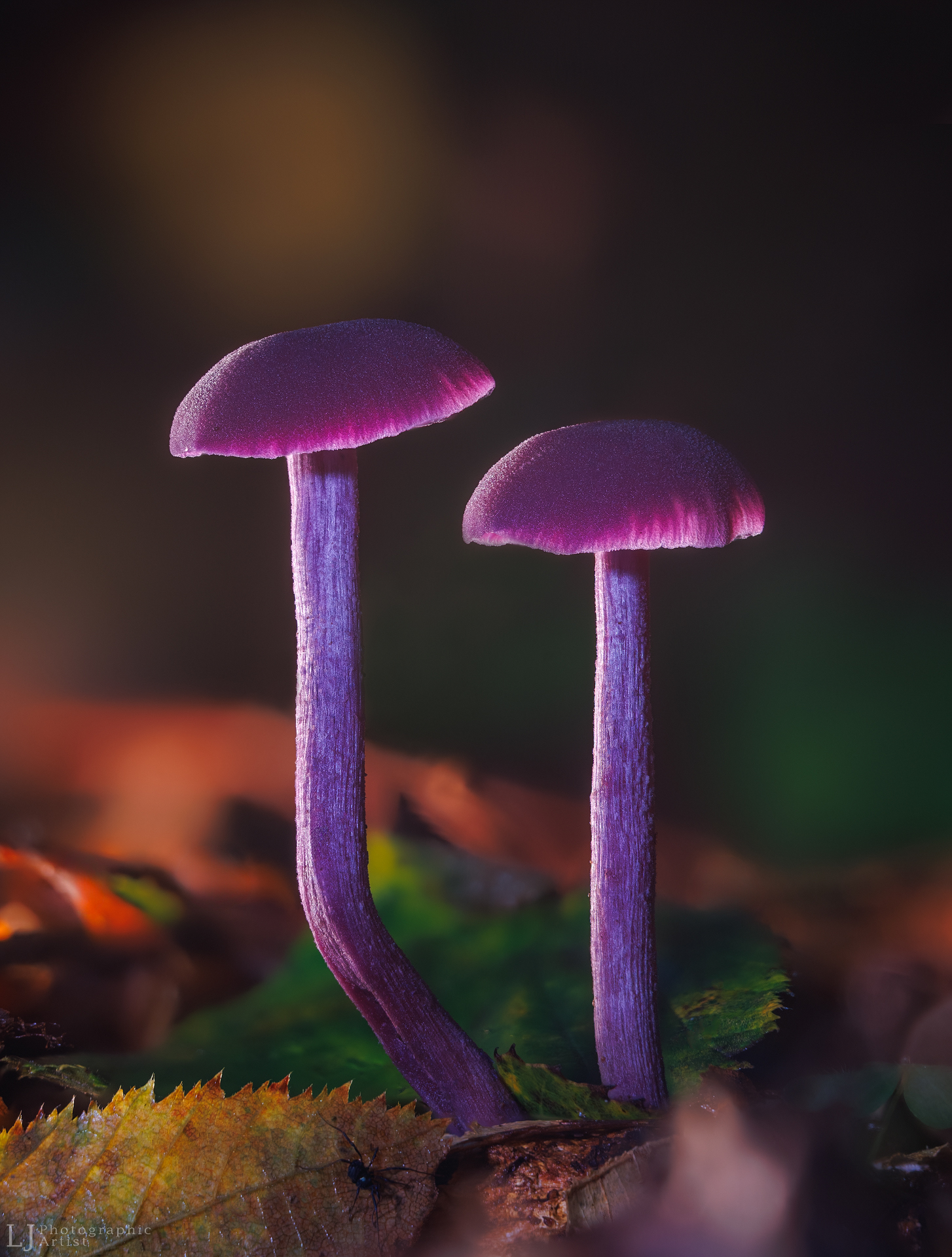 Dvi violetinės ametistinės lakabudės miško paklotėje