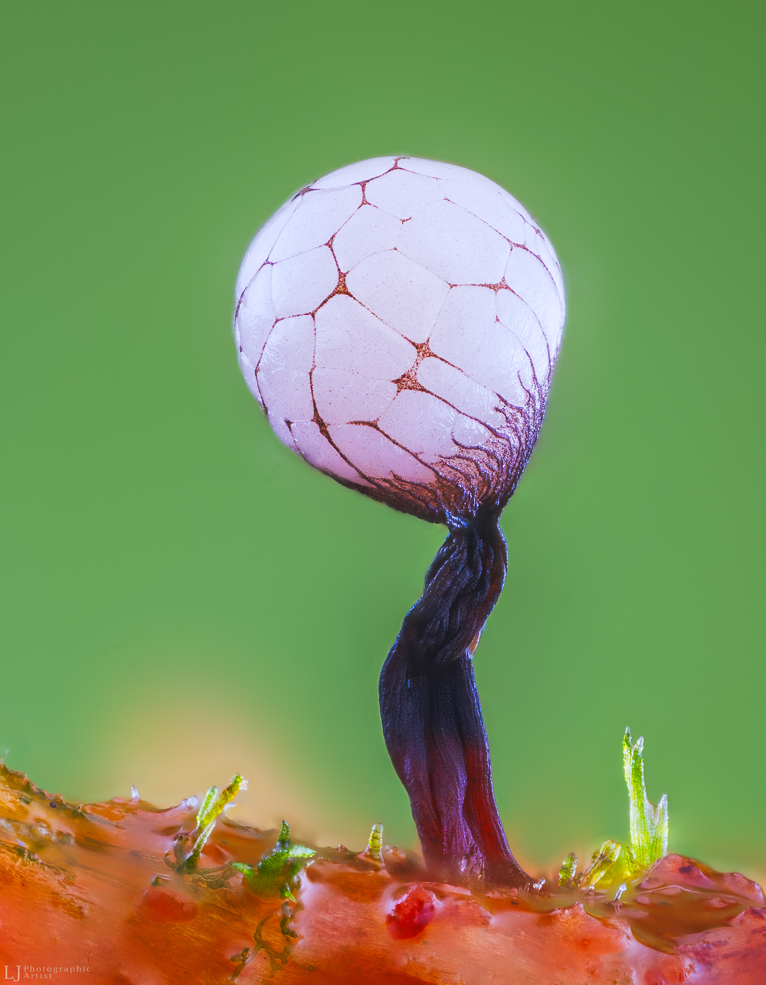 Gleivūnas Cribraria rufa žaliame fone, makro fotografija