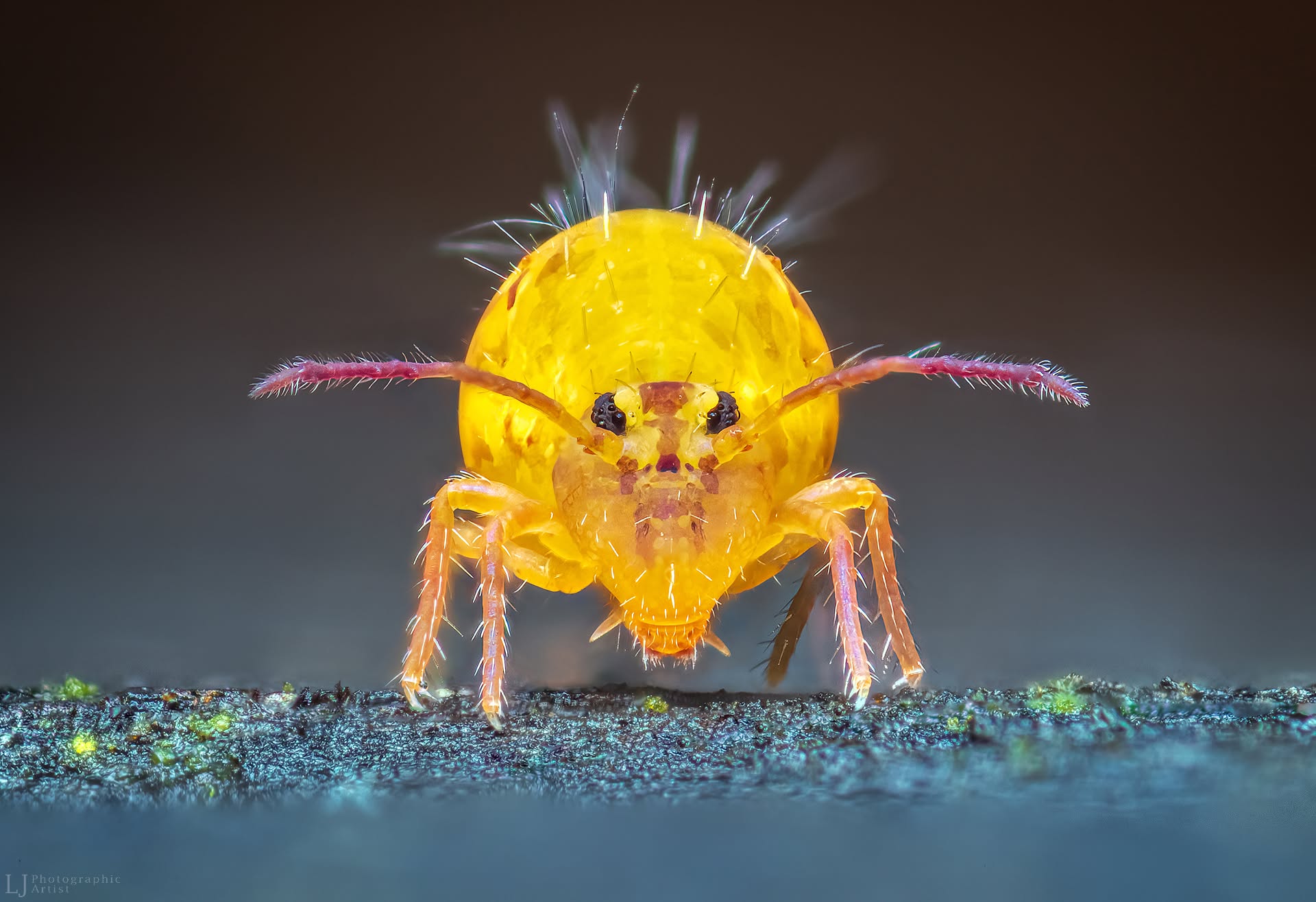 Geltonos rutuliškosios podūros Dicyrtomina ornata portretas iš priekio