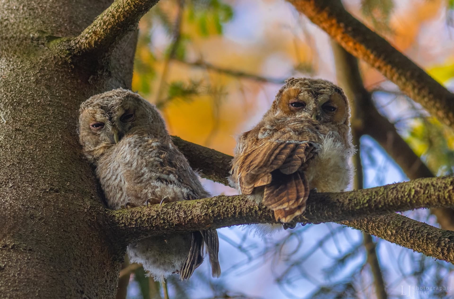 Two Owlets