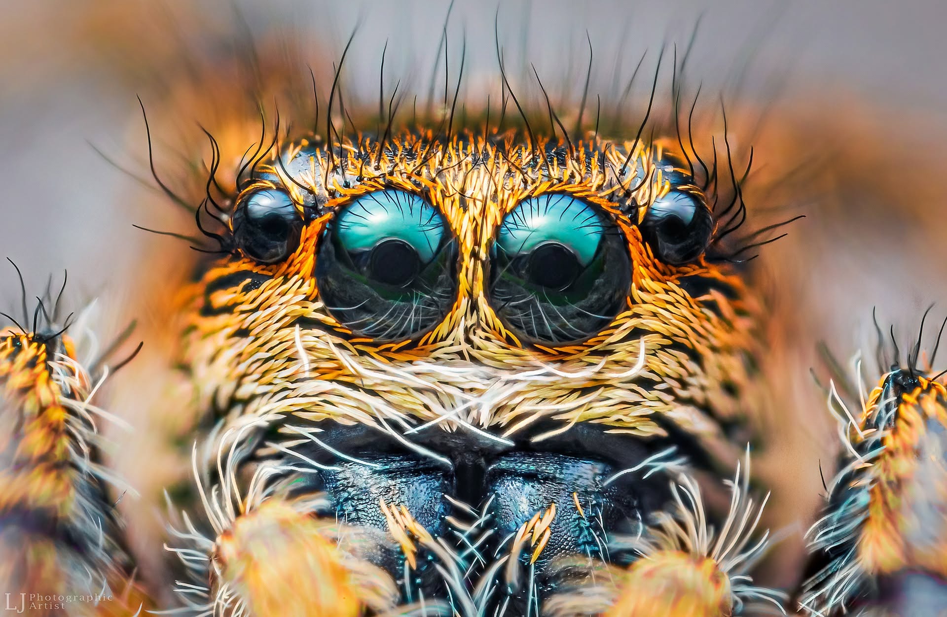 Emerald Stare