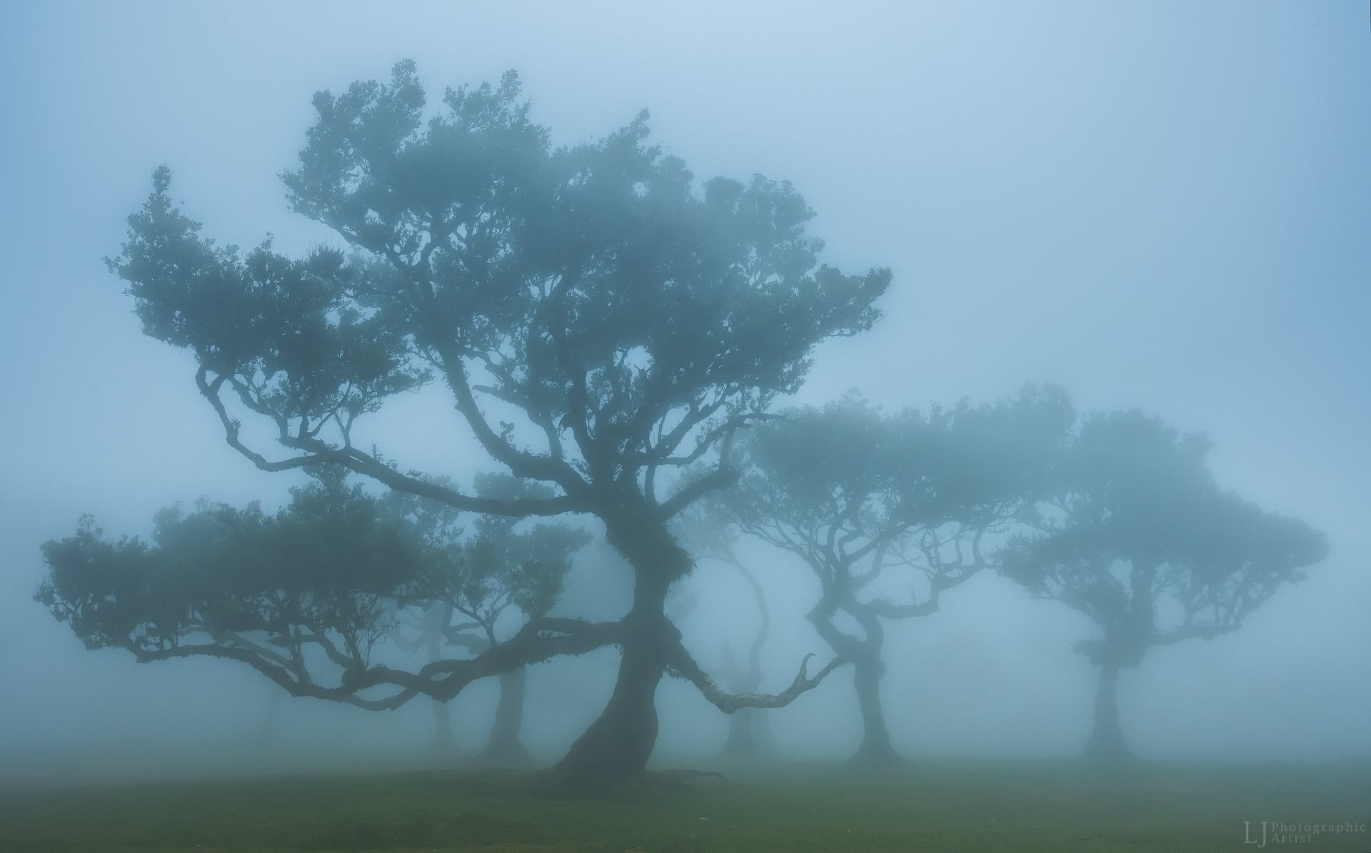 Into the Mist, Madeira