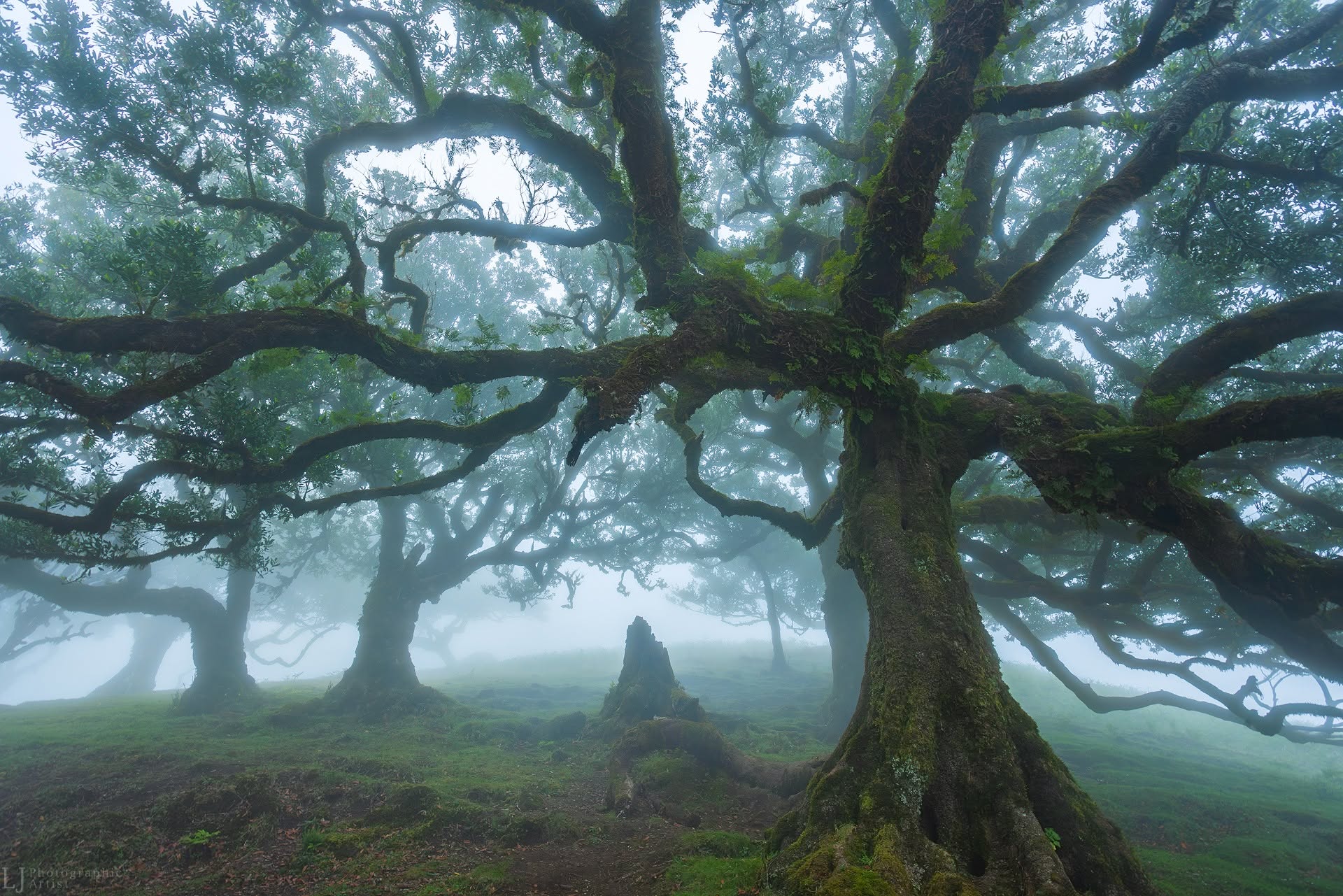 Laurisilva, Madeira