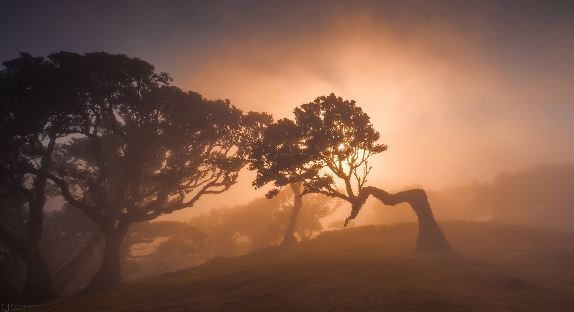 Fanal Forest, Madeira