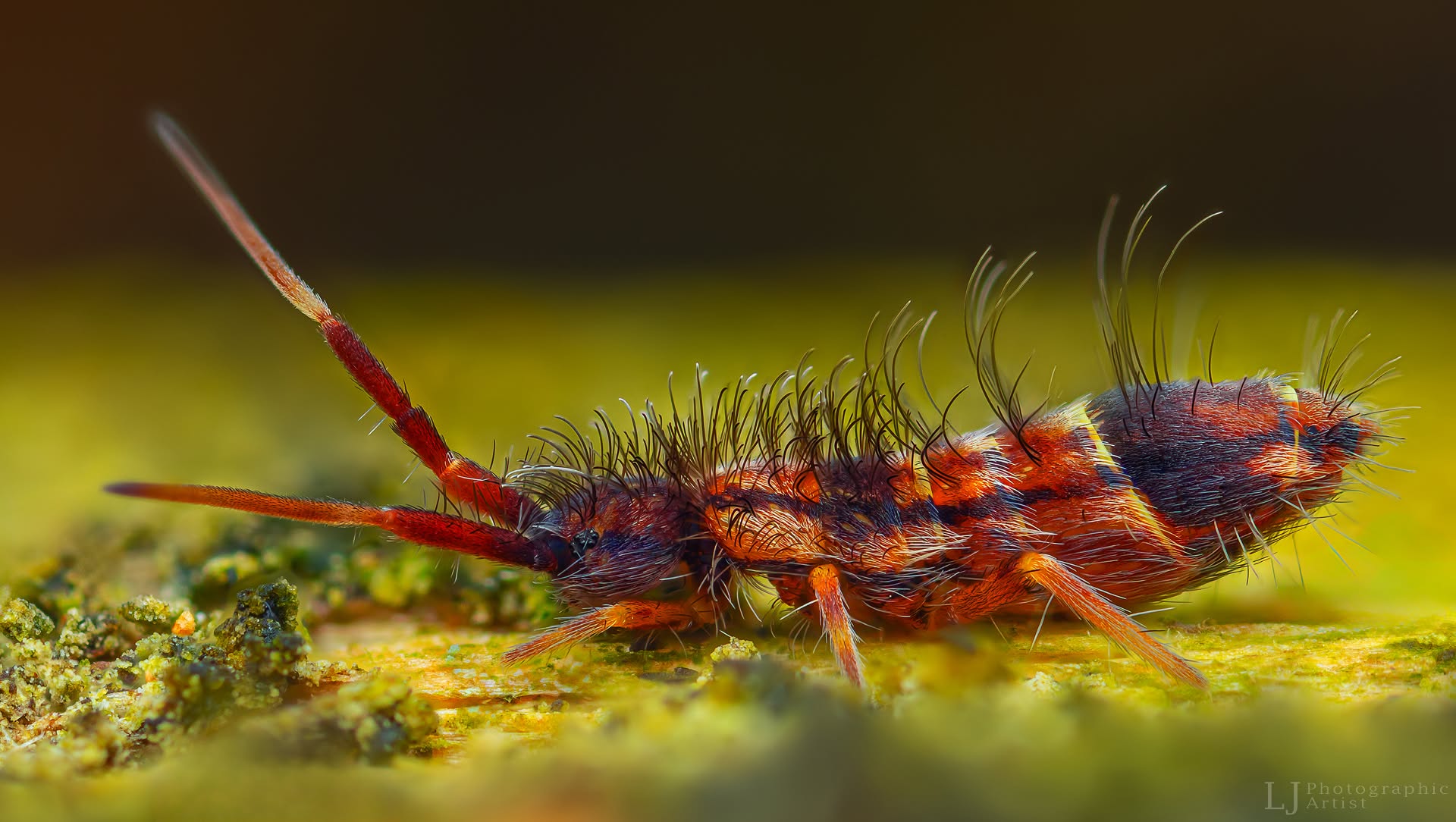 Podūra Orchesella flavescens su ilgomis antenomis ir tankiais šereliais, fotografuota iš arti