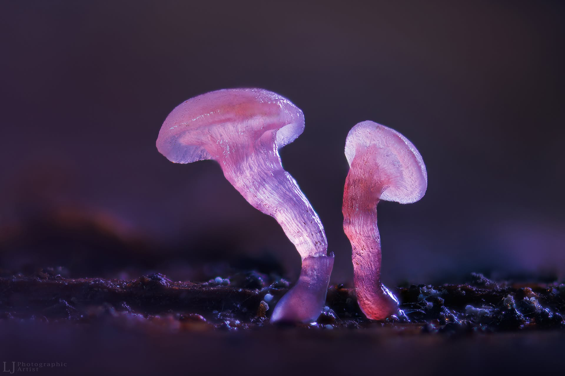 Du permatomi rausvai violetiniai grybukai, apšviesti tamsiame fone