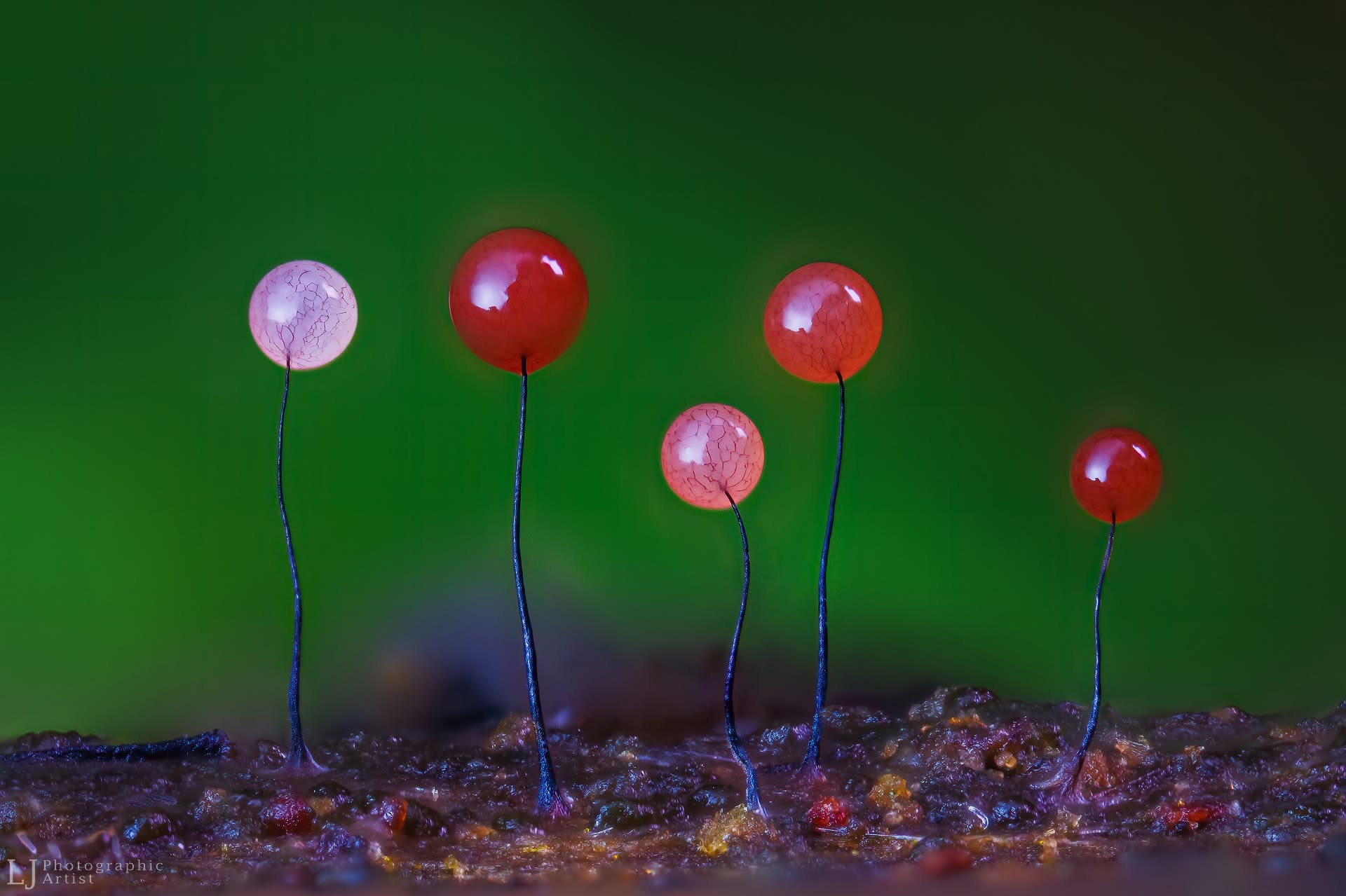 Ruby Balloons