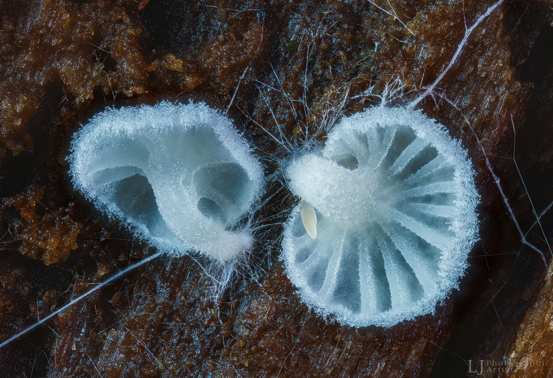 Du balti smulkūs grybukai kristaliukus primenančiu paviršiumi ant tamsios medienos
