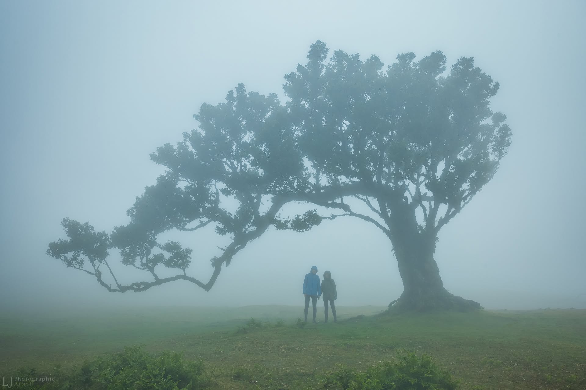 Fanal Giants, Madeira