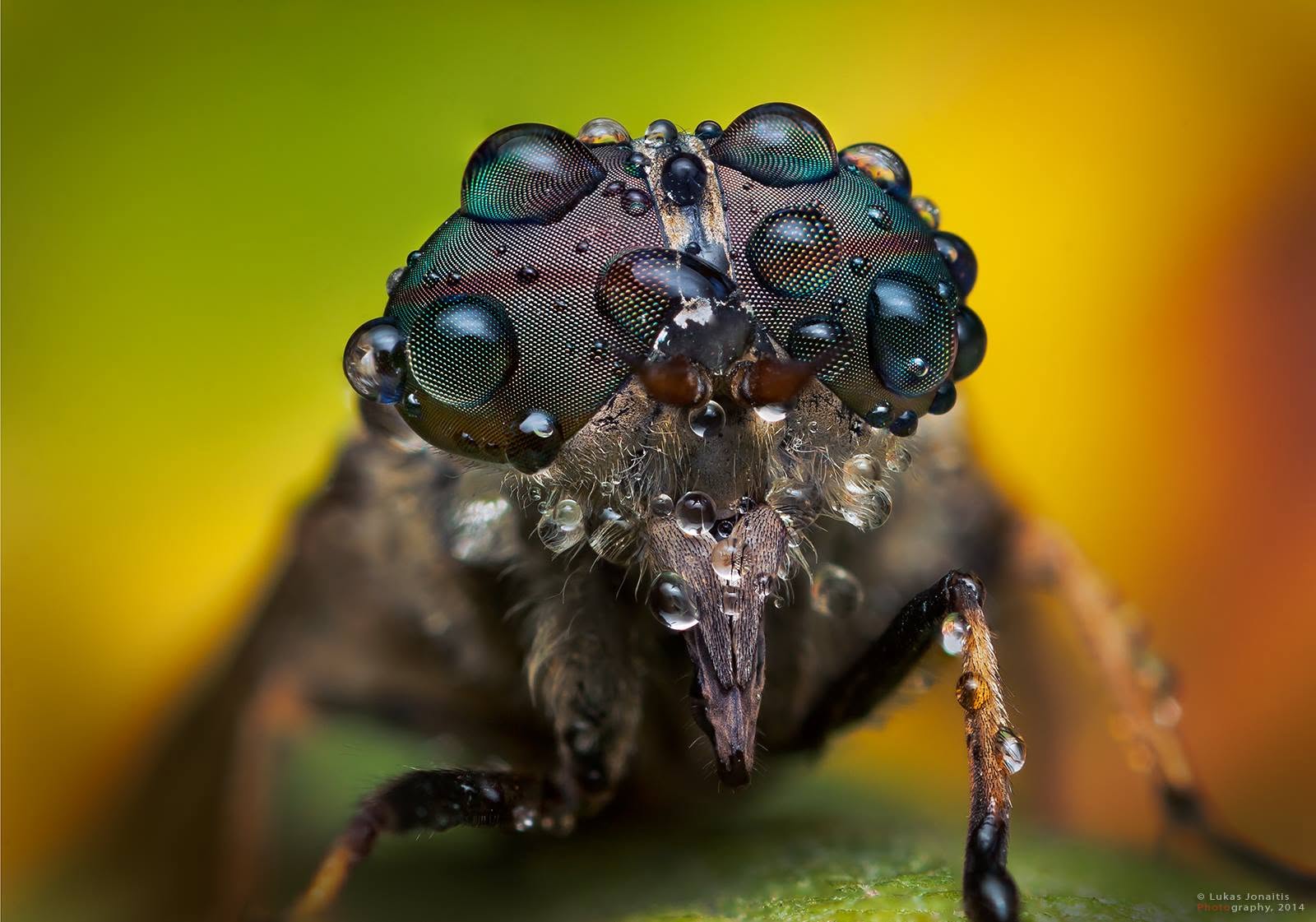Dew Drops