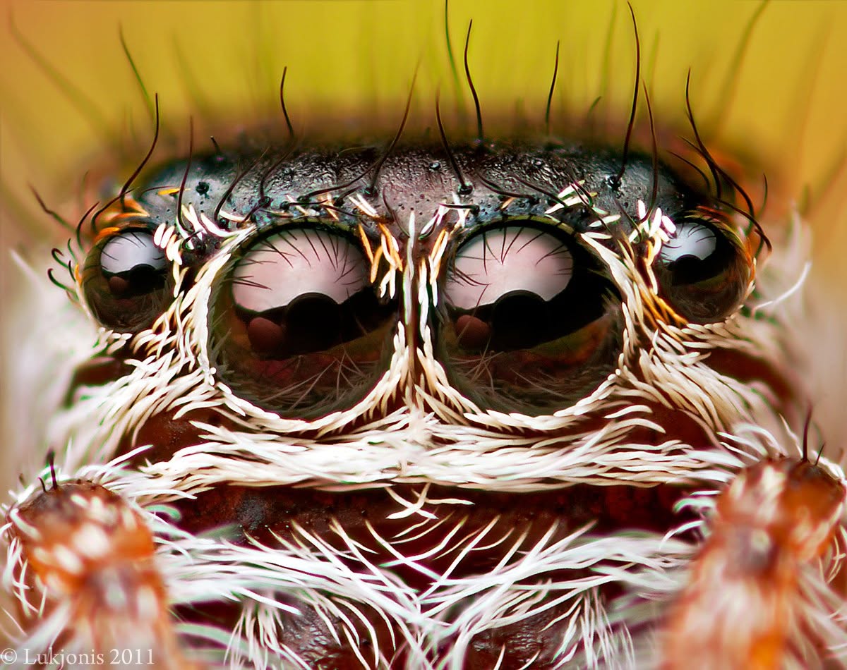 The Watchful One
