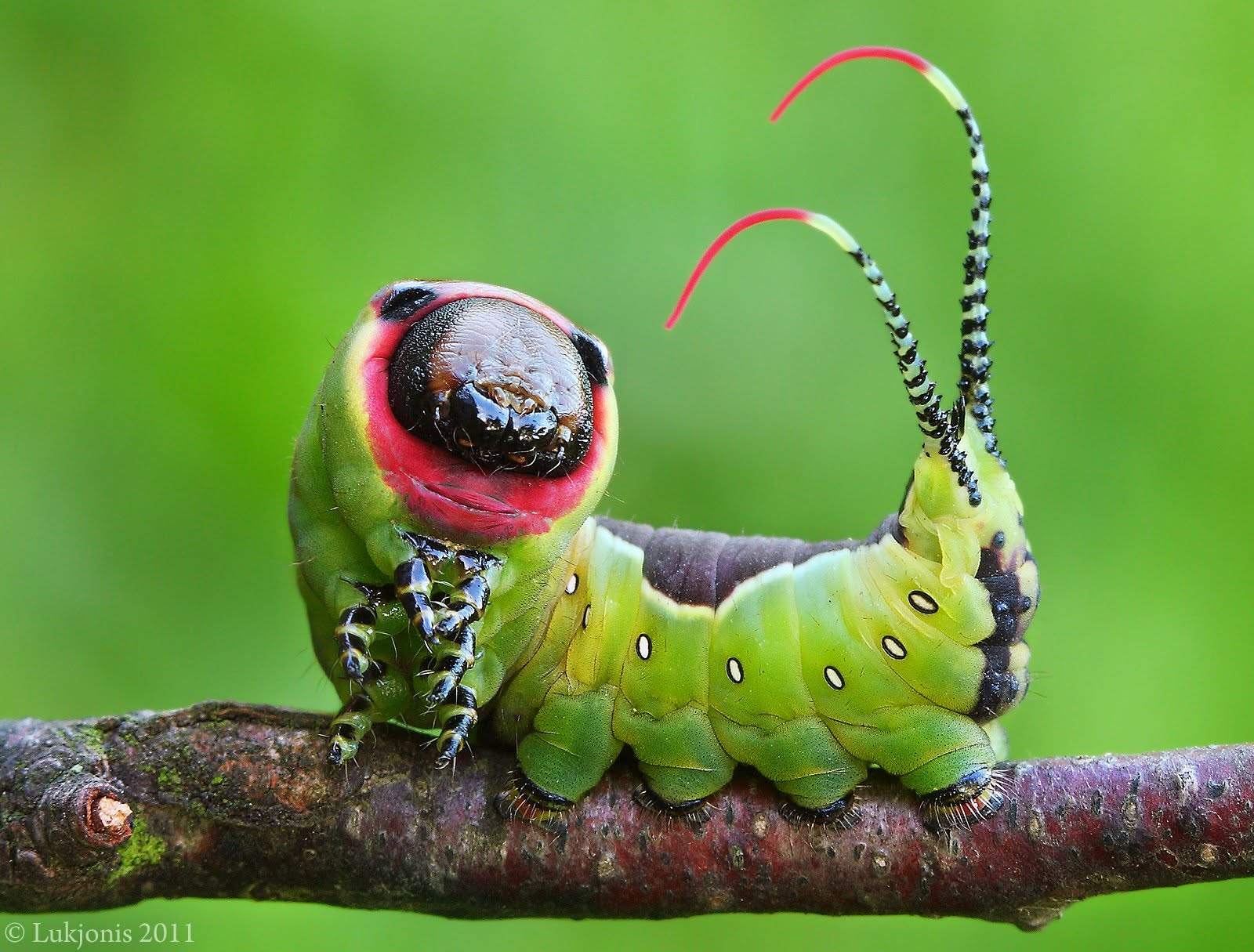Puss Moth Caterpillar