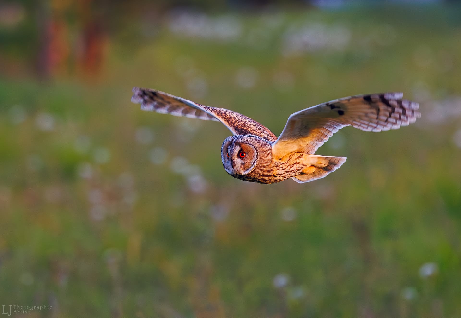Long-eared Owl