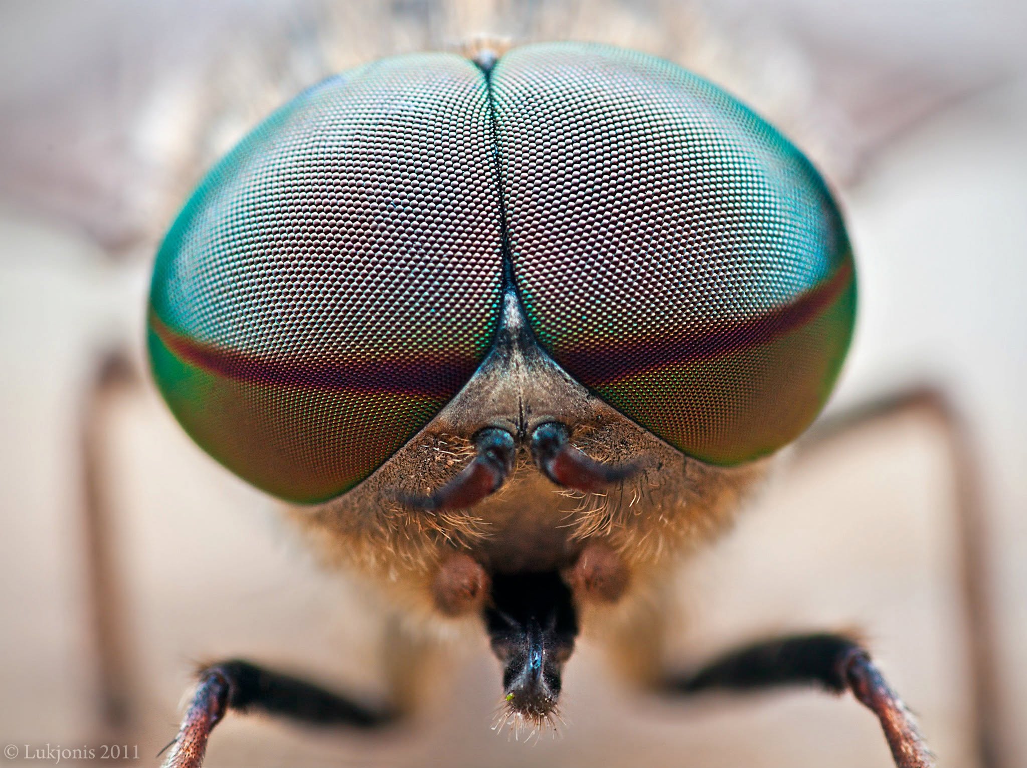 Green Facets