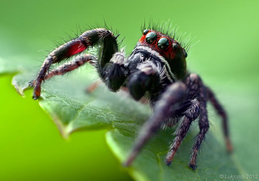 Red Cephalothorax