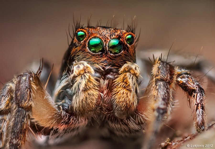 Emerald Gaze