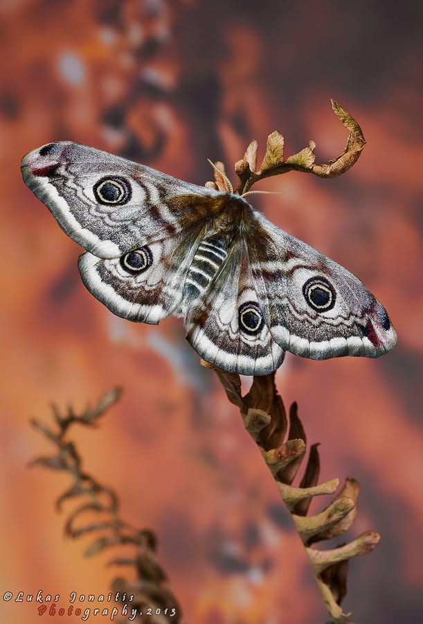 Emperor Moth