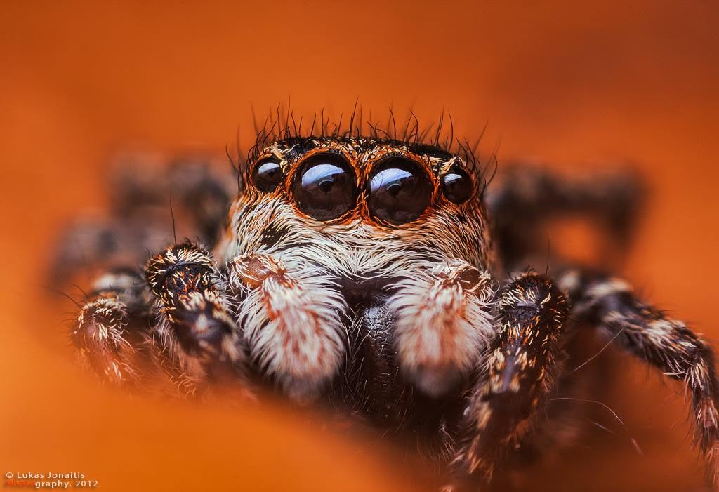 Amber