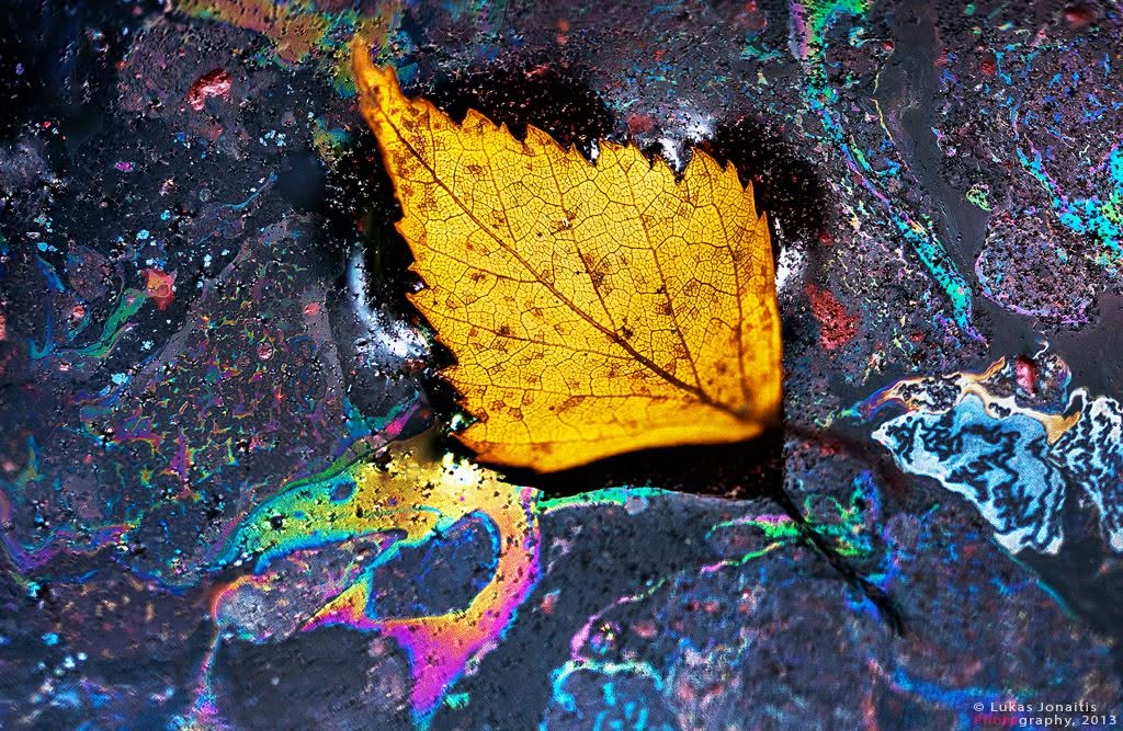 Golden Leaf