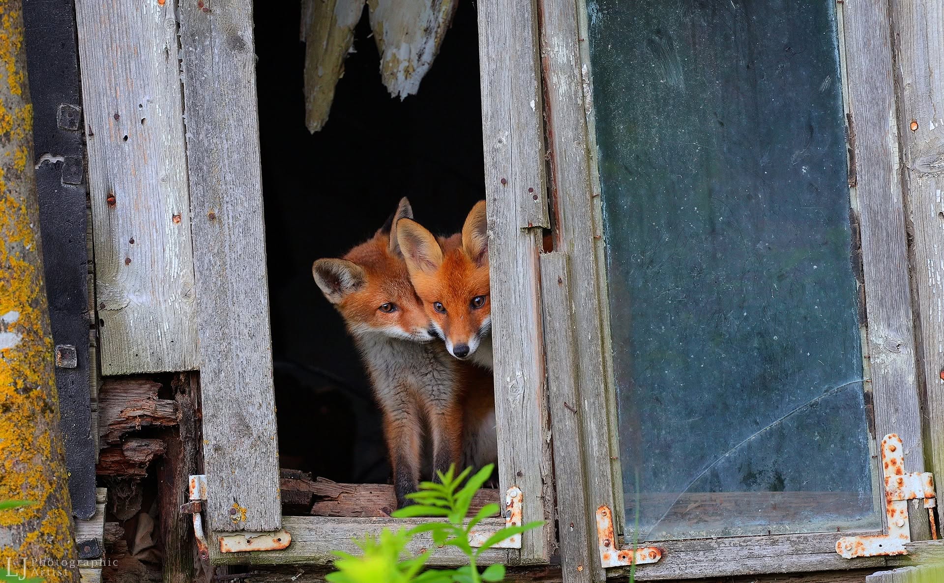 Fox Cubs