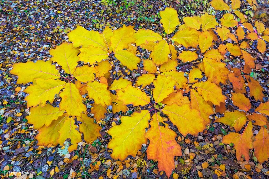 Ryškiai geltoni ir oranžiniai rudens lapai ant smulkia lapija nuklotos žemės