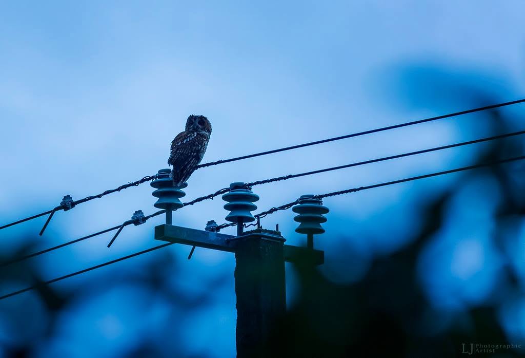 Naminė pelėda Strix aluco ant elektros stulpo izoliatoriaus mėlynoje prieblandoje