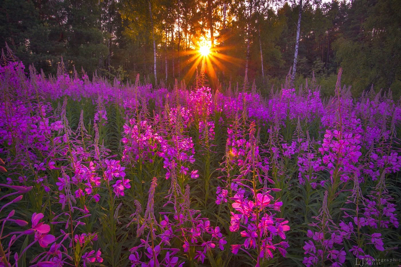 Violetiniais žiedais pasipuošusi pieva ir pro miško medžius sklindantys vakaro saulės spinduliai