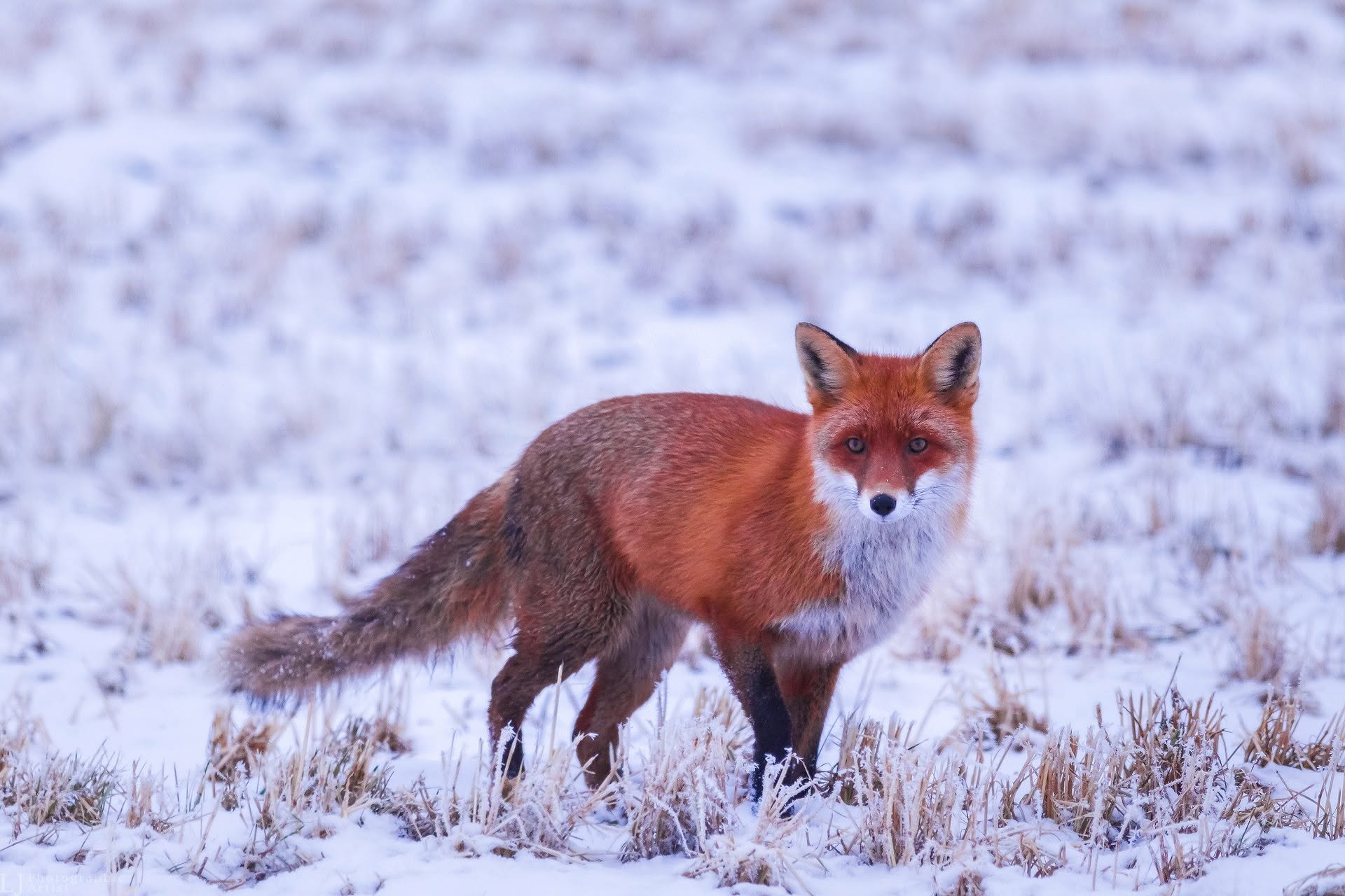Ruda lapė sniegu padengtoje pievoje žvelgia į fotoaparatą