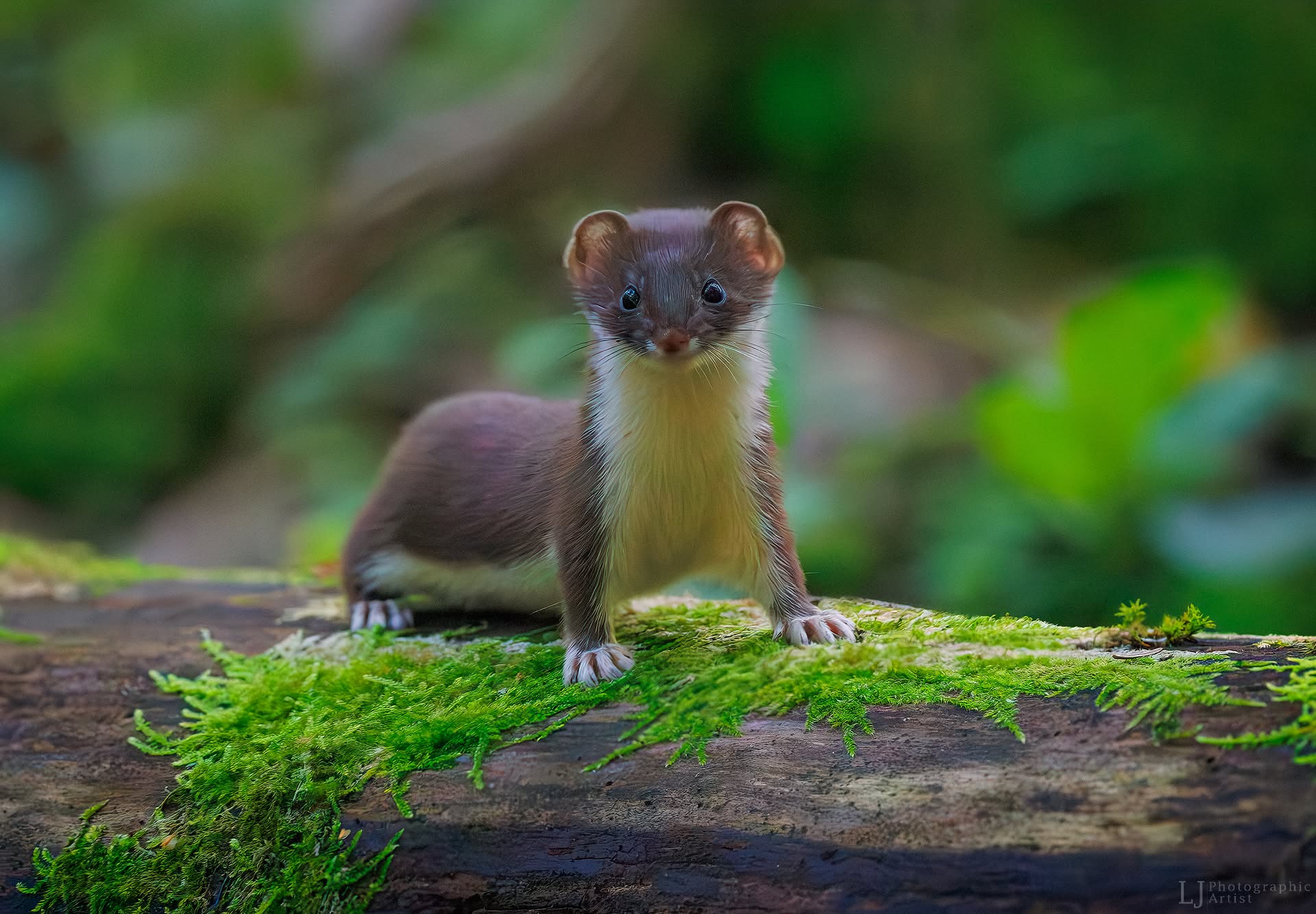 Stoat