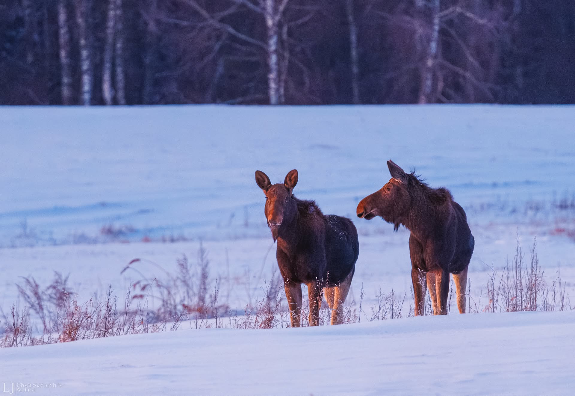 Winter Moose