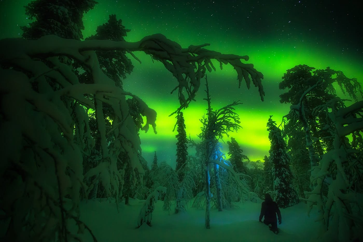 Aurora Forest, Lapland