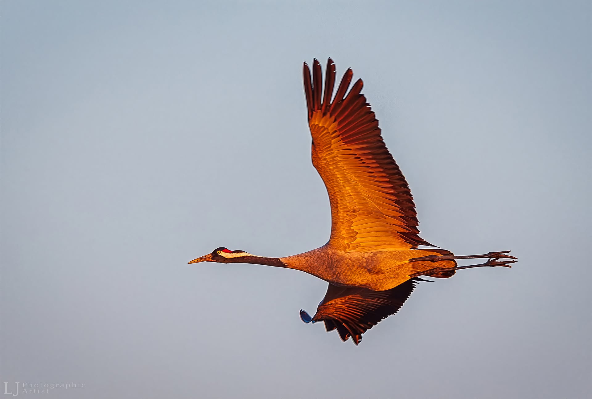 Golden Crane