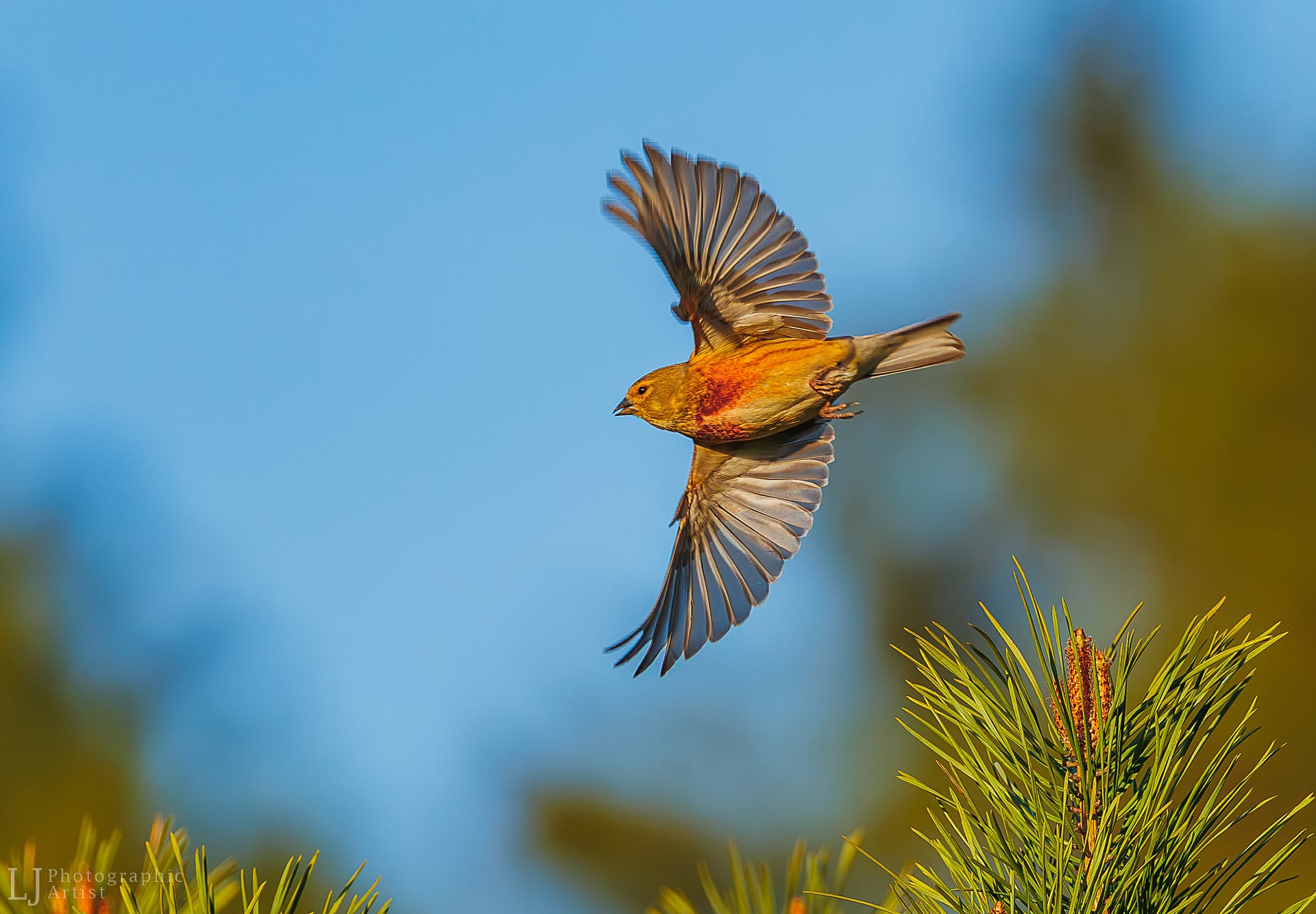 Crossbill Takeoff