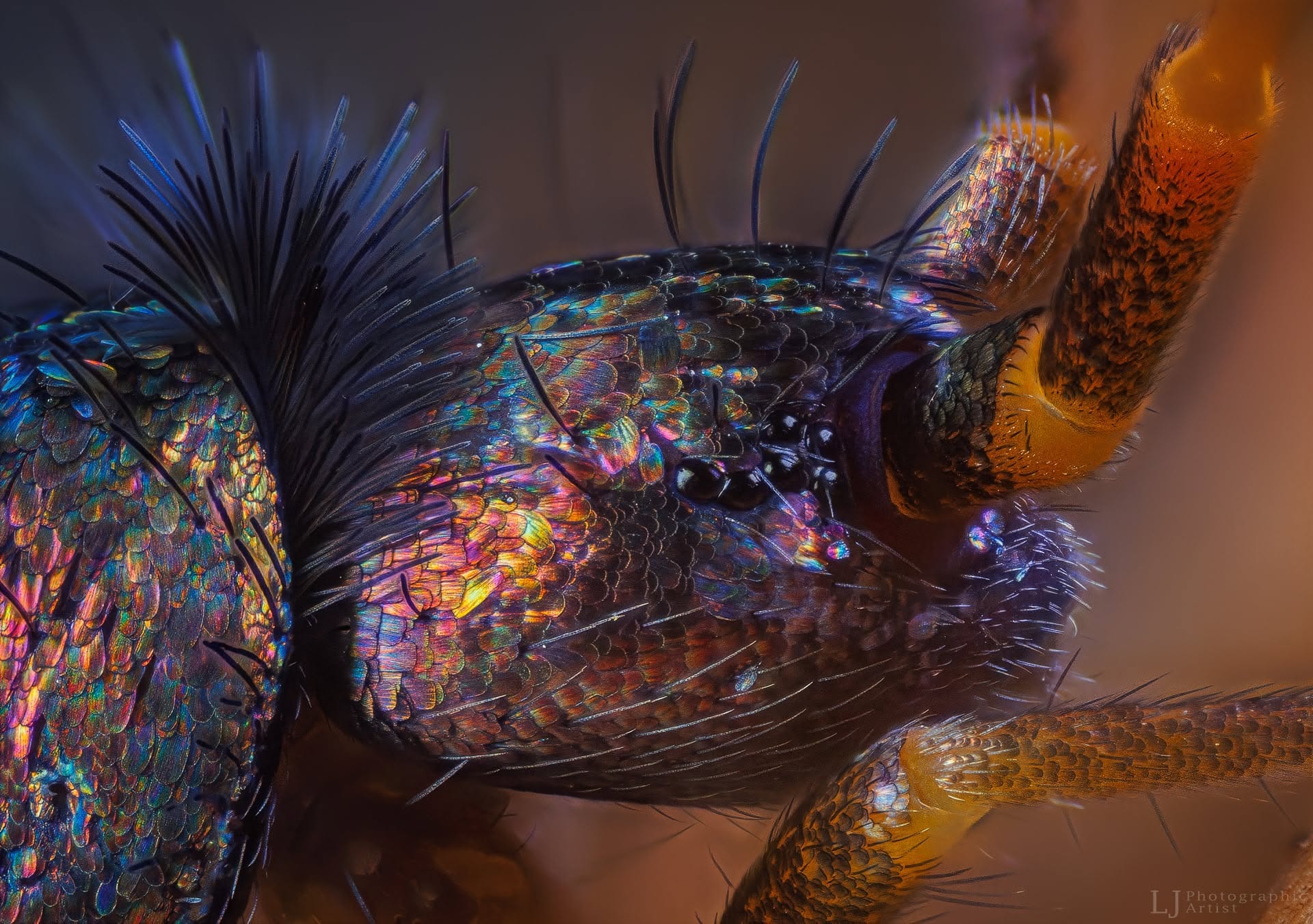 Springtail