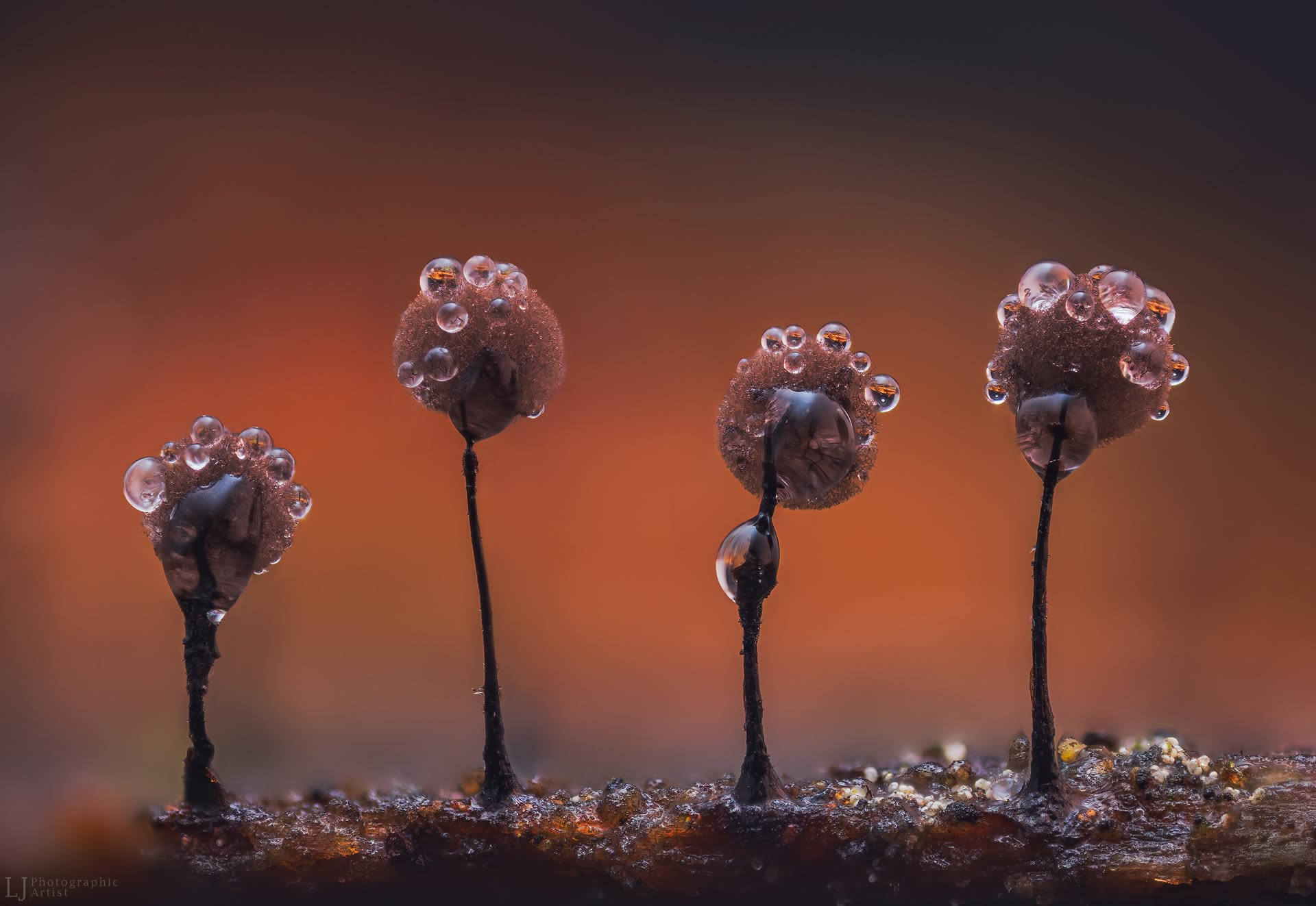 Spore Forest
