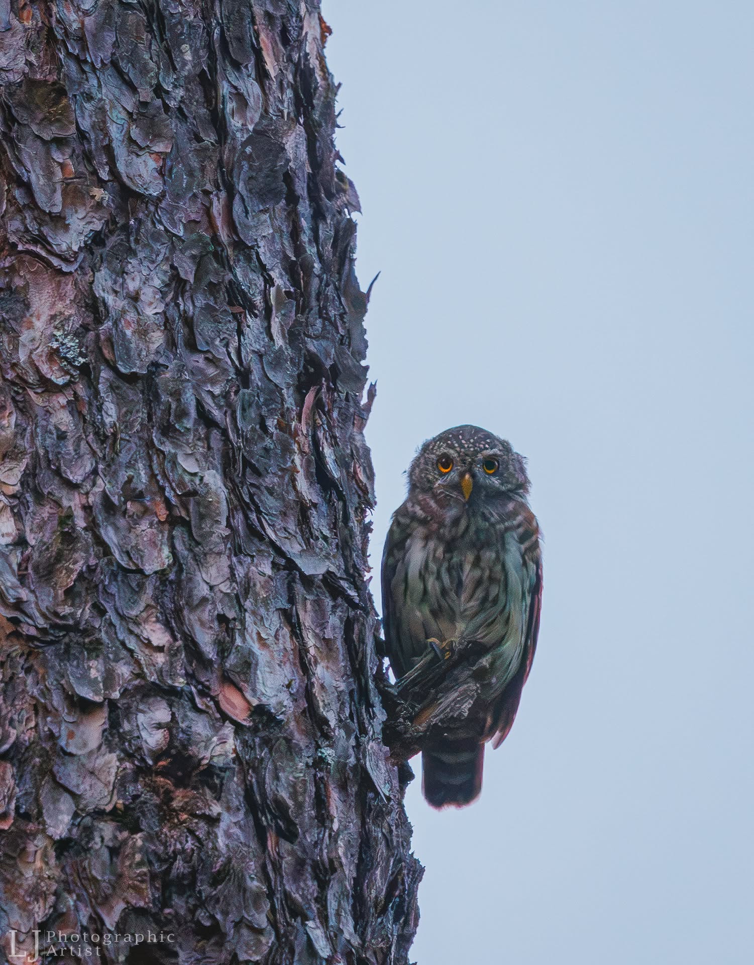 Pygmy Owl