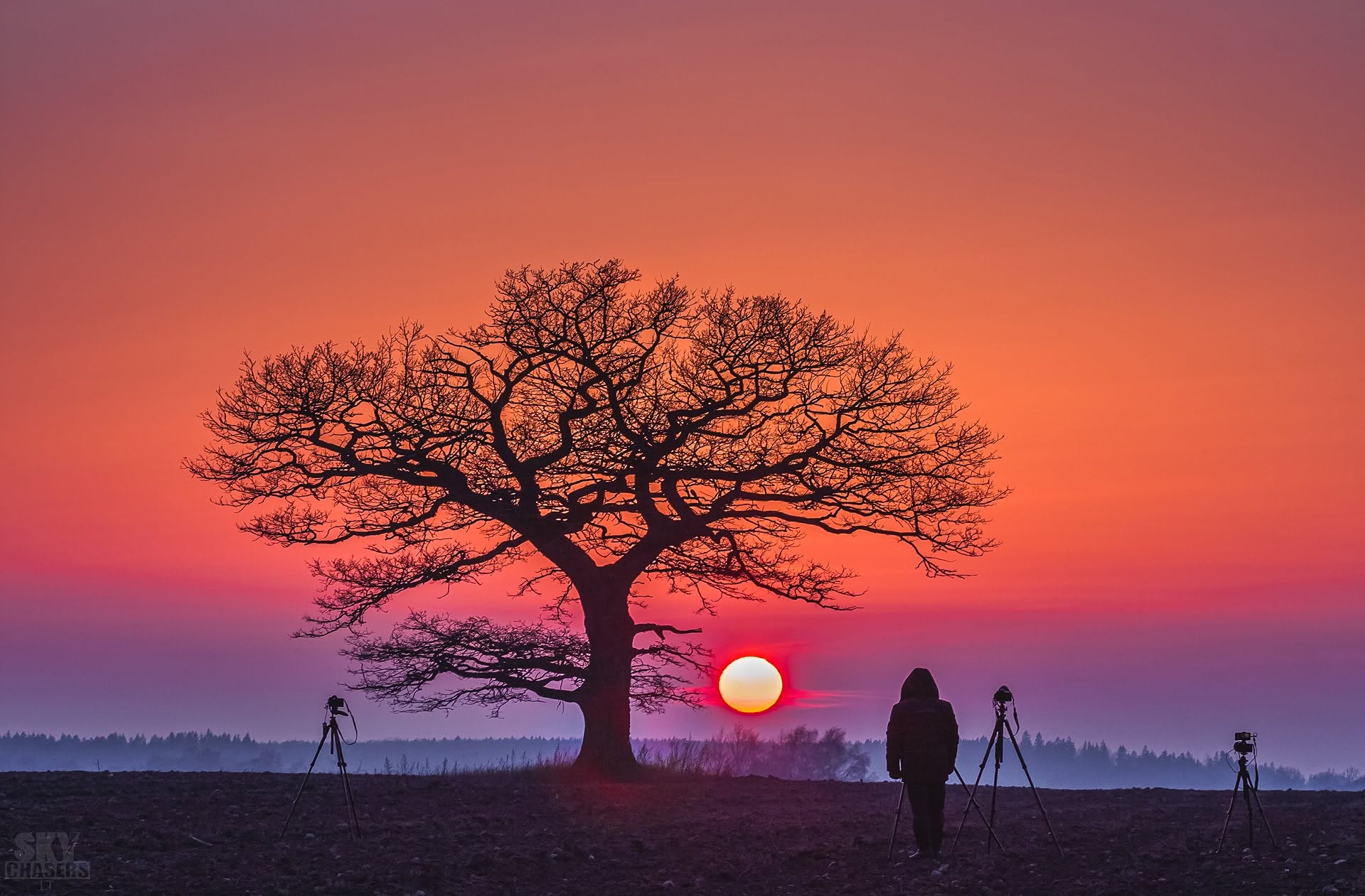 Medžio, fotografo ir fotoaparatų ant stovų siluetai prieš ryškų oranžinį saulėlydį